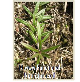 פואה מצויה (Rubia tenuifolia) - שמורת טבע עיון